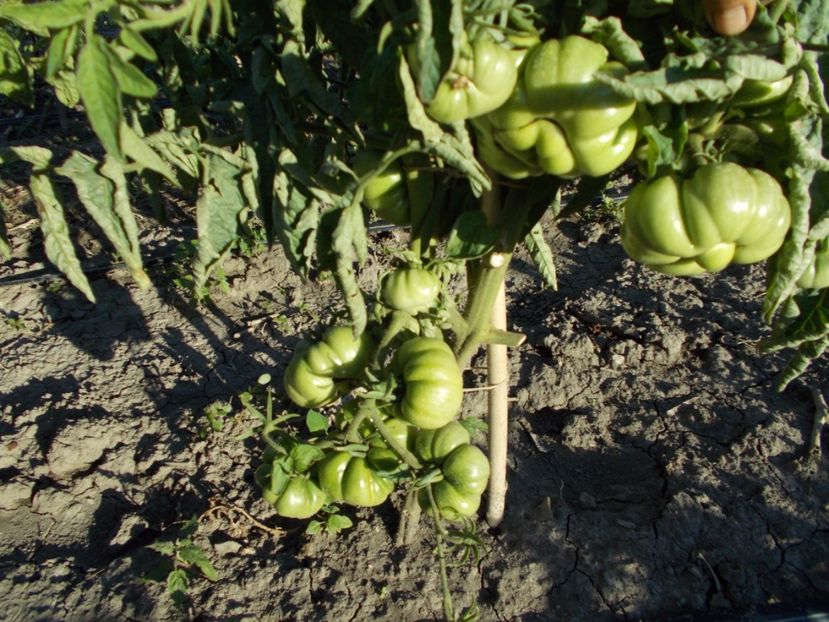  - SEMINTE ROSII - PRESIDENT GARFIELD