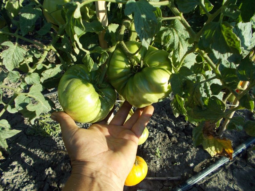  - SEMINTE ROSII - ELFIE