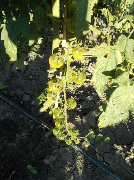  - SEMINTE ROSII - ANTHO WHITE