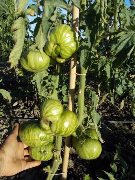  - SEMINTE ROSII - COPIA