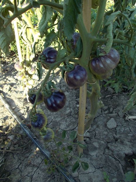  - SEMINTE ROSII - BLUE WONDER