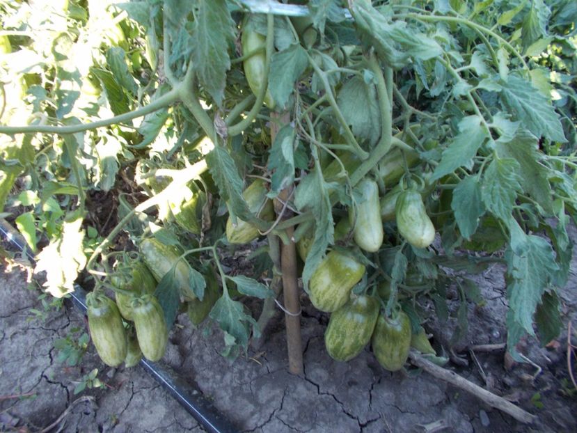  - SEMINTE ROSII - GREEN SAUSAGE