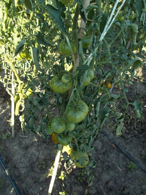  - SEMINTE ROSII - BLUE PLUM