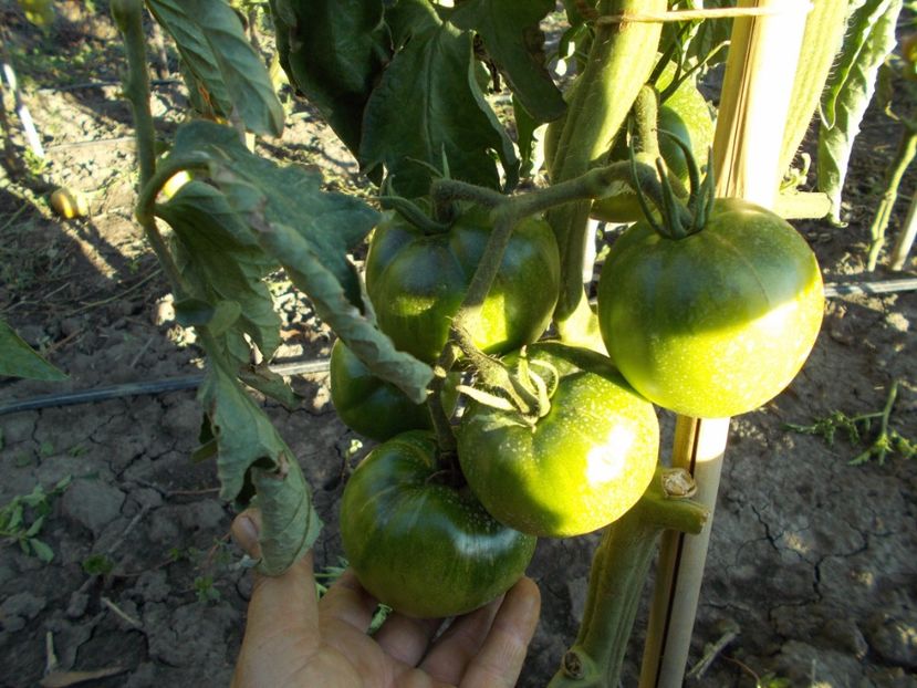  - SEMINTE ROSII - BLUE PLUM