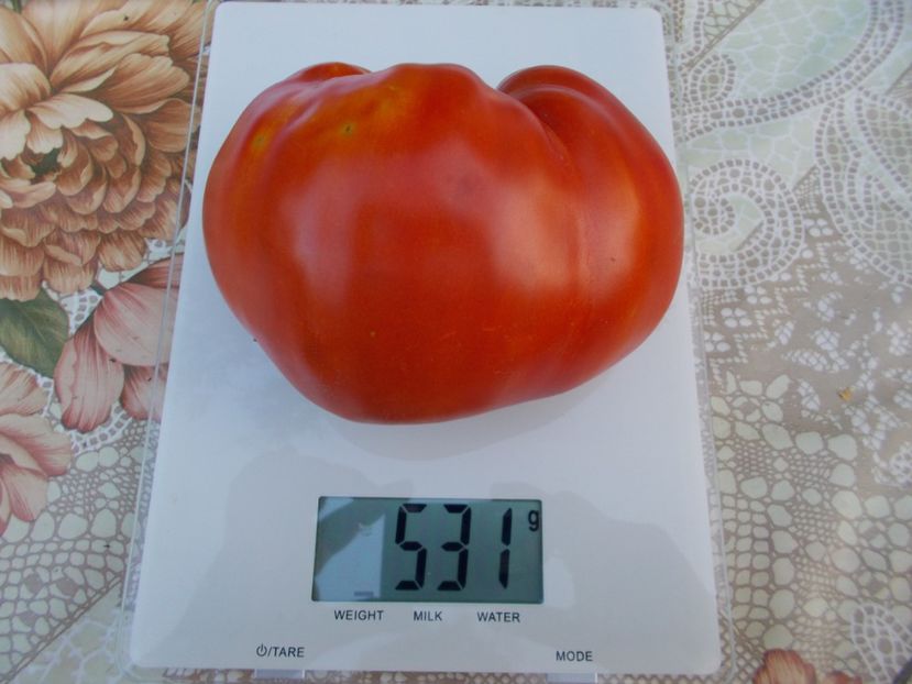  - SEMINTE ROSII - INIMA DE BOU DIN RUSIA