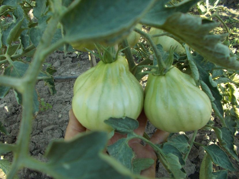  - SEMINTE ROSII - RED PEAR