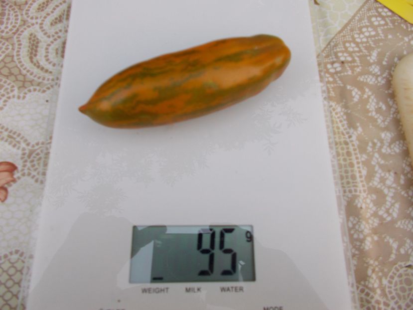  - SEMINTE ROSII - GREEN SAUSAGE