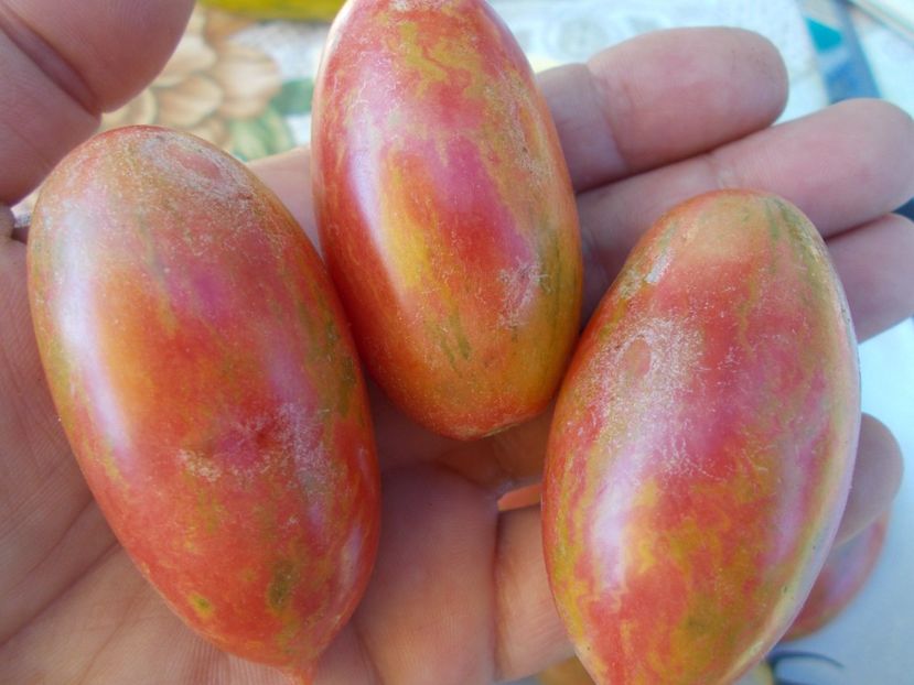  - SEMINTE ROSII - ARTISAN PINK TIGER