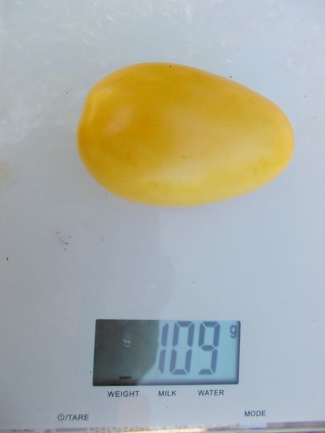  - SEMINTE ROSII - BANANA CREAM