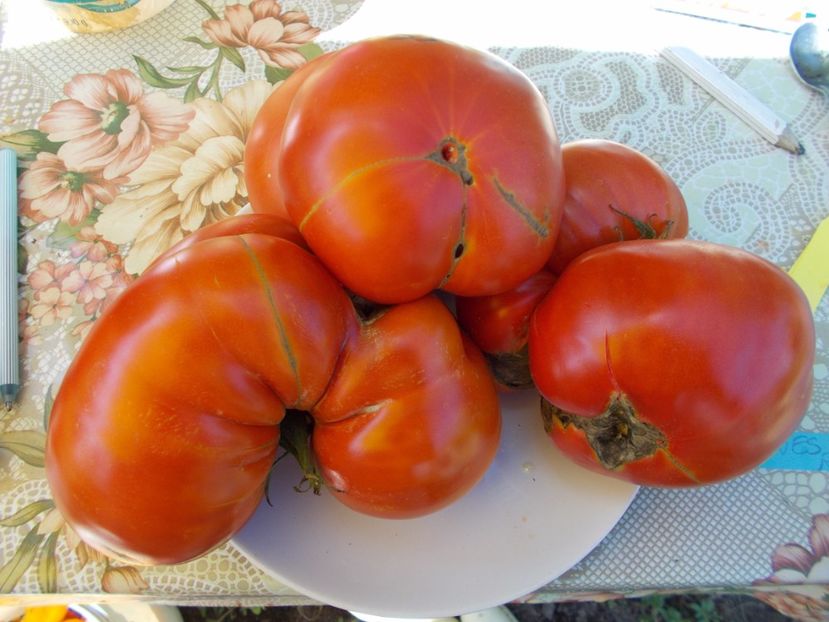  - SEMINTE ROSII - NEVES AZOREAN RED