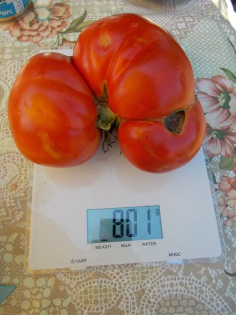  - SEMINTE ROSII - NEVES AZOREAN RED