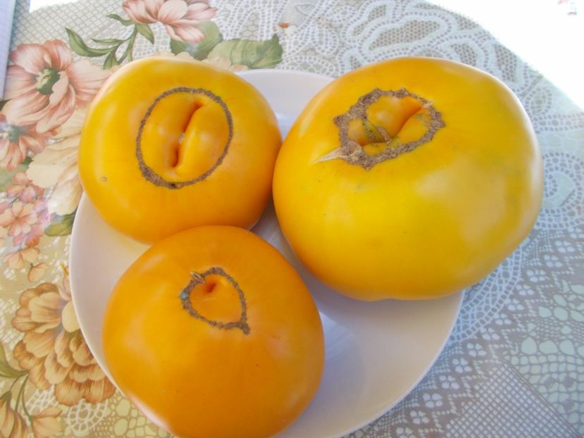  - SEMINTE ROSII - BIJSKIJ ZELTYI