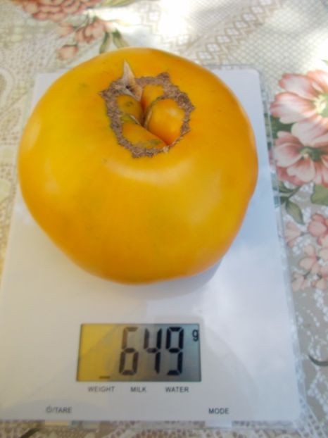  - SEMINTE ROSII - BIJSKIJ ZELTYI