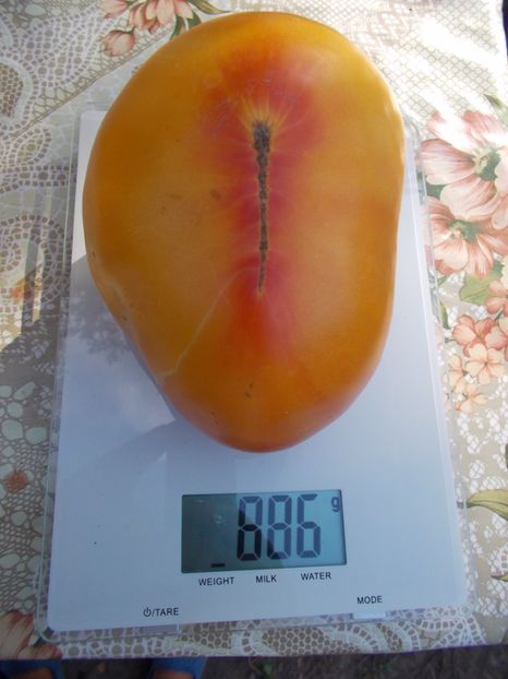  - SEMINTE ROSII - ORANGE RUSSIAN