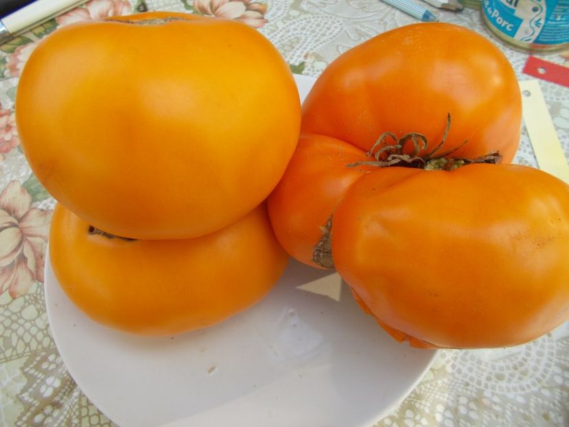  - SEMINTE ROSII - BRANDYWINE RED AND YELLOW