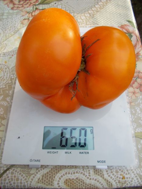  - SEMINTE ROSII - BRANDYWINE RED AND YELLOW