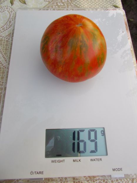  - SEMINTE ROSII - JANTARY