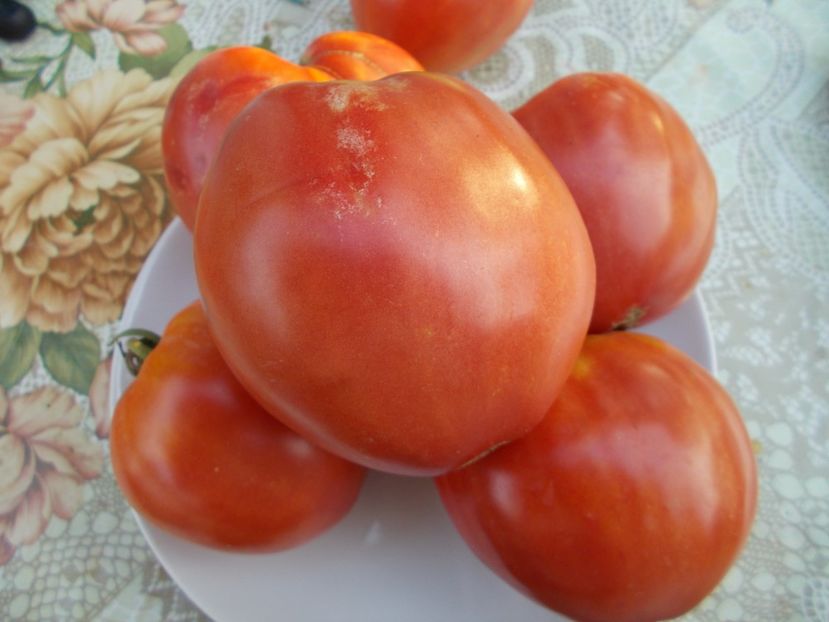  - SEMINTE ROSII - CORACAO DE BOI