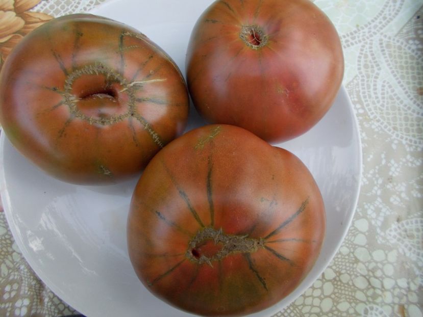  - SEMINTE ROSII - ABRACA ZEBRA