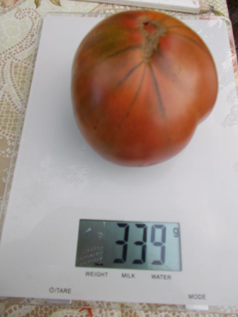  - SEMINTE ROSII - ABRACA ZEBRA