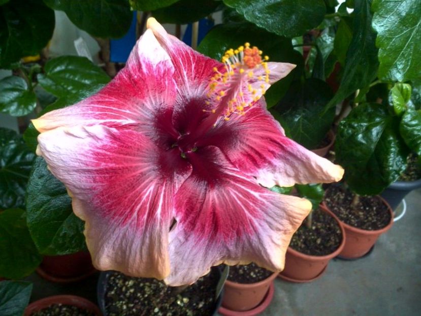 WIN_20171002_113146 - Indian Divine Grace