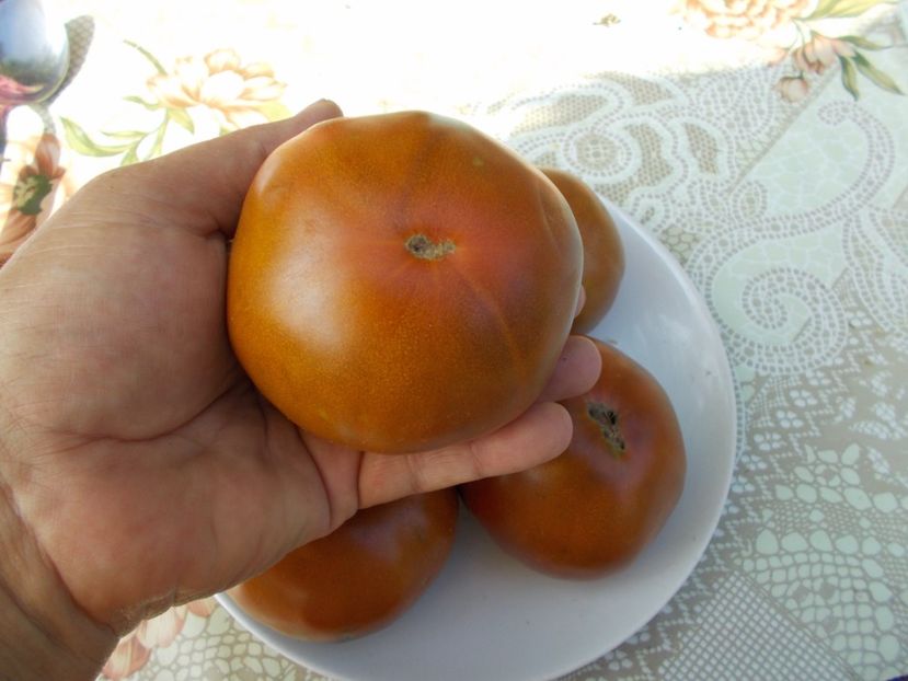  - SEMINTE ROSII - BLUE PLUM