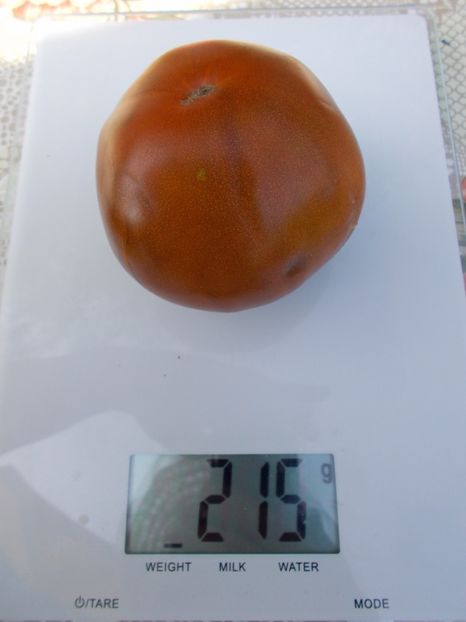  - SEMINTE ROSII - BLUE PLUM