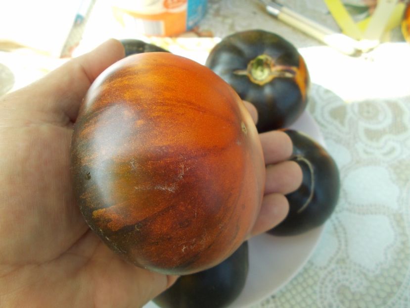  - SEMINTE ROSII - STRIPED BLUE OSU