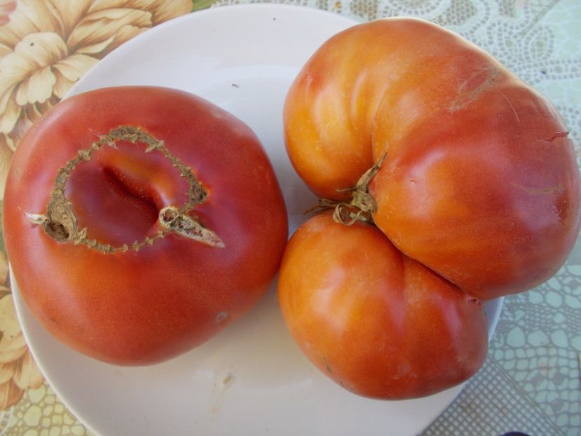  - SEMINTE ROSII - FLEISH WUNDER