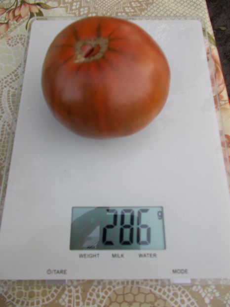  - SEMINTE ROSII - BLACK KRIM