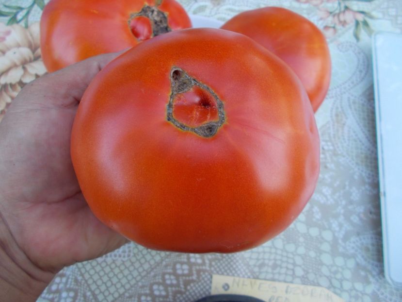  - SEMINTE ROSII - NEVES AZOREAN RED