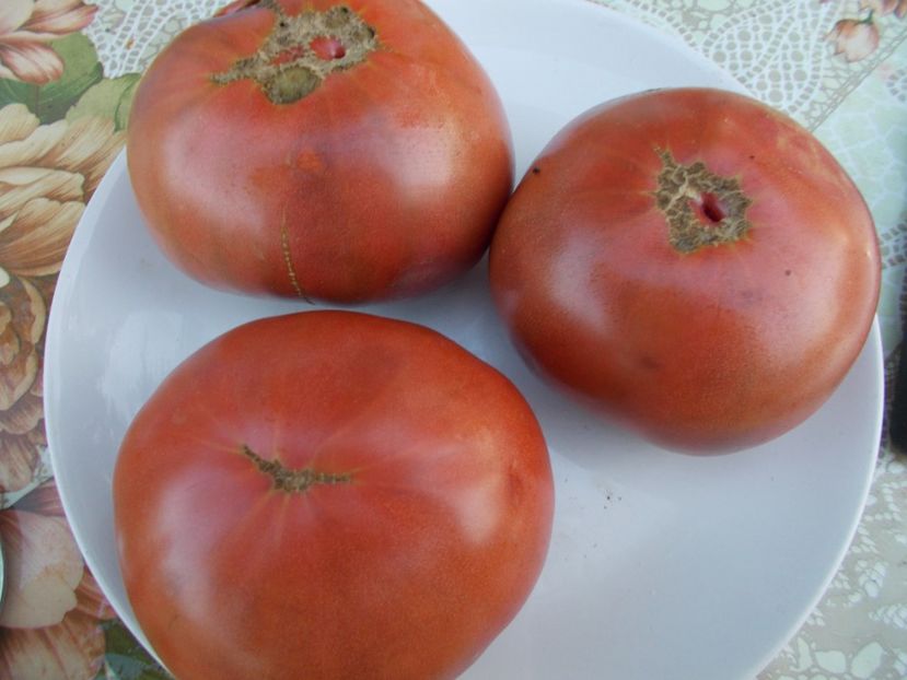  - SEMINTE ROSII - INDIAN STRIPE