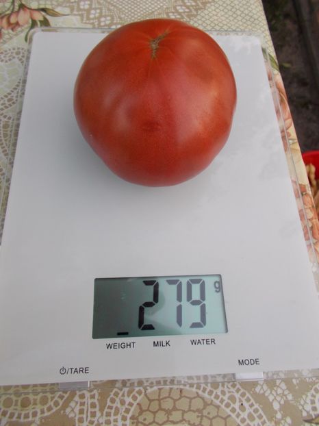  - SEMINTE ROSII - INDIAN STRIPE