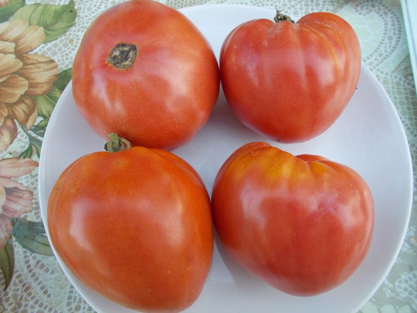  - SEMINTE ROSII - INIMA DE BOU OXHEART