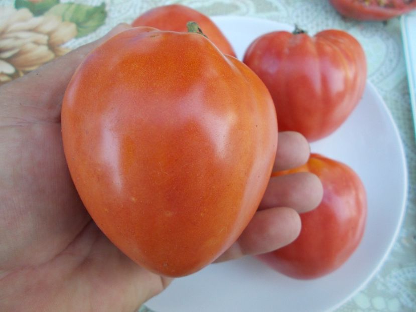  - SEMINTE ROSII - INIMA DE BOU OXHEART