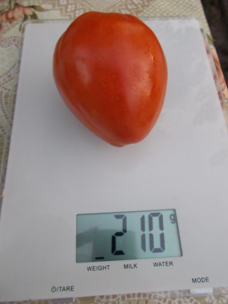  - SEMINTE ROSII - INIMA DE BOU OXHEART