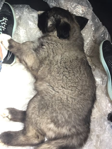 Dupa 10 minute a adormit in masina - MARA DE CROITORU