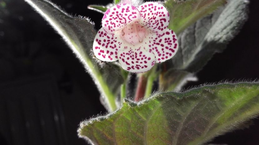 20171002_135712[1] - la kohlerii