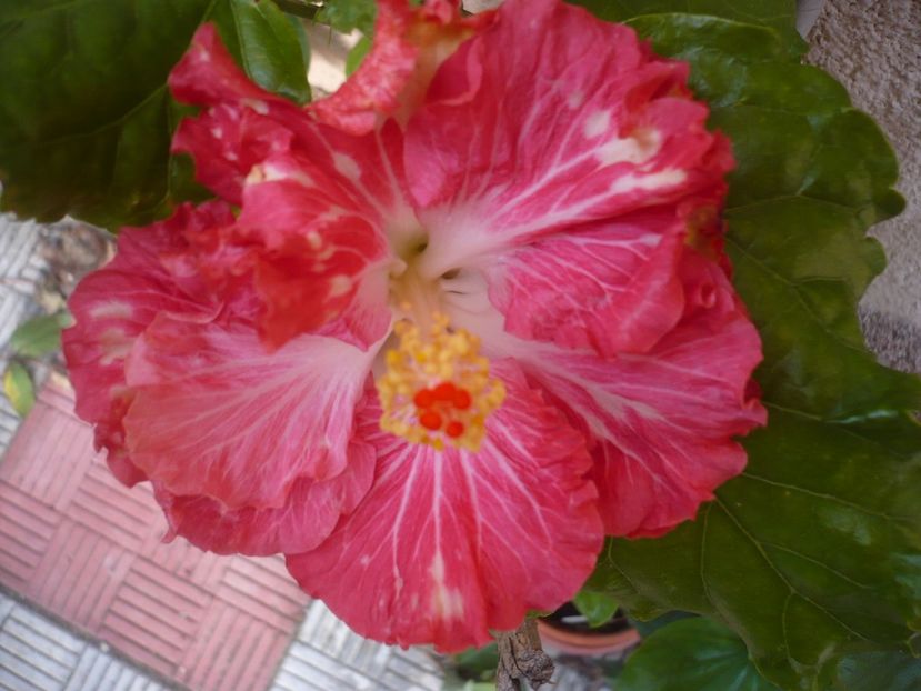 P1350174 - HIBISCUSI 2017-4