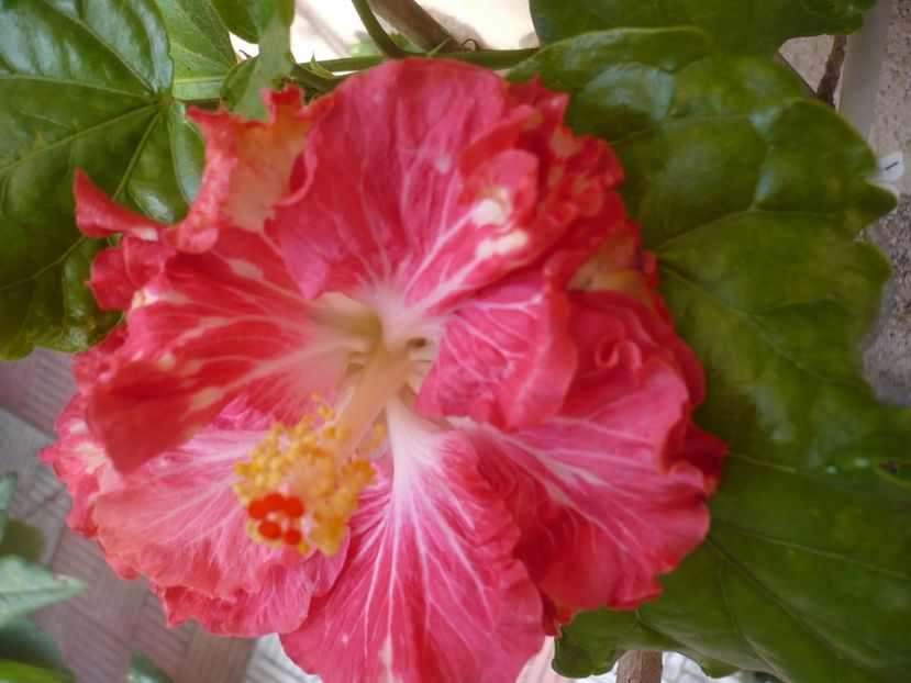 P1350175 - HIBISCUSI 2017-4