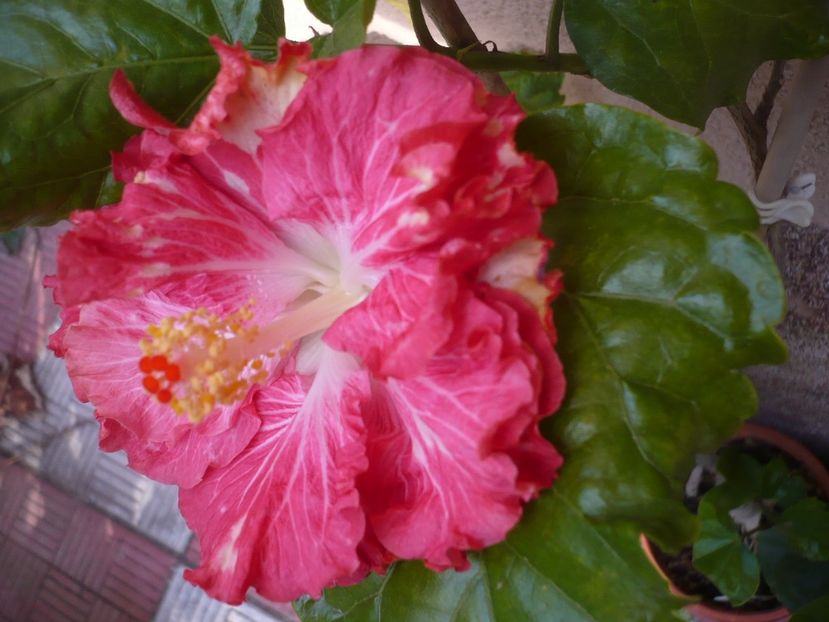 P1350176 - HIBISCUSI 2017-4