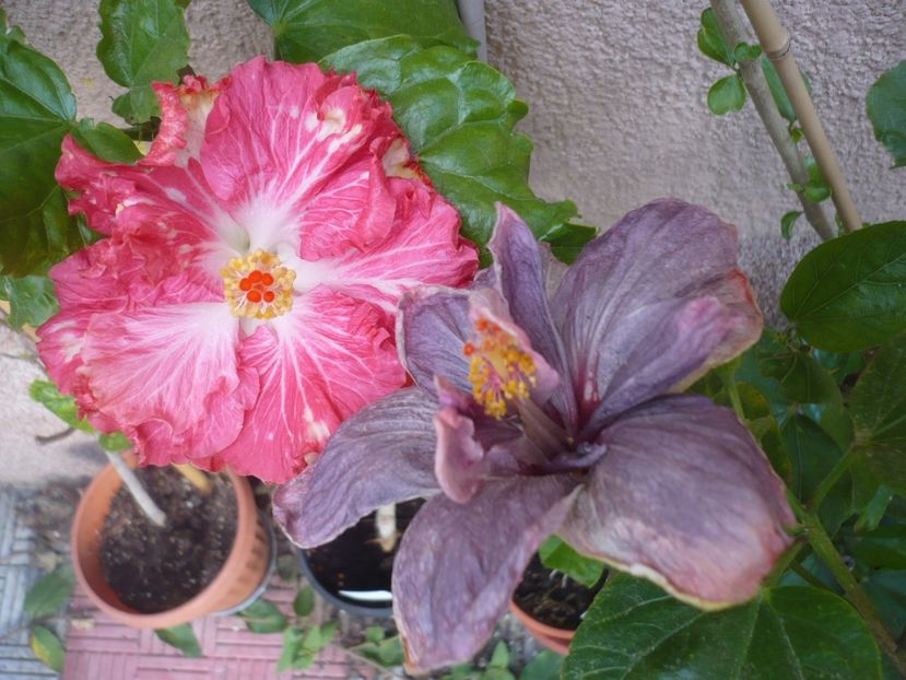 P1350177 - HIBISCUSI 2017-4