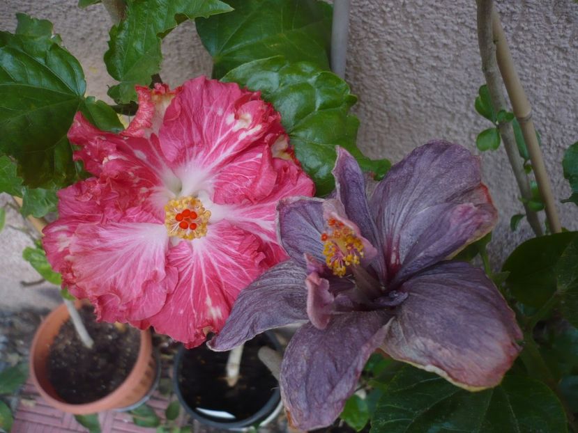 P1350178 - HIBISCUSI 2017-4