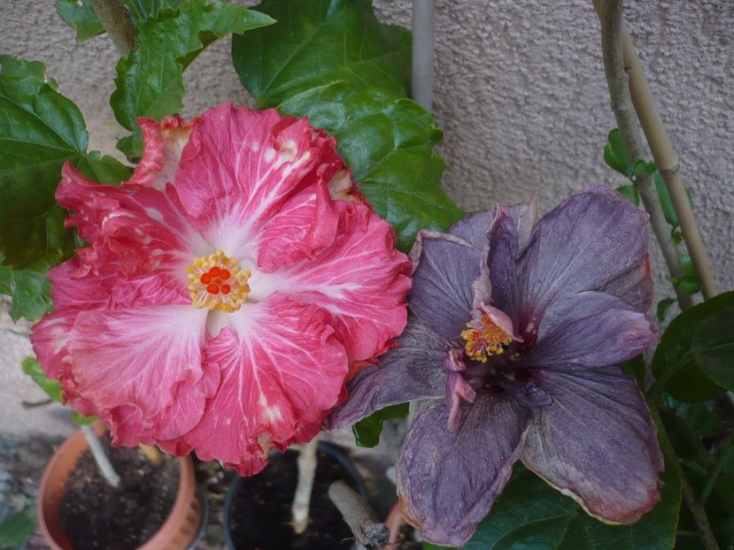 P1350179 - HIBISCUSI 2017-4