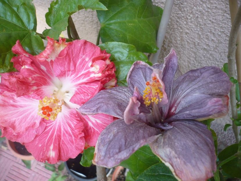 P1350180 - HIBISCUSI 2017-4