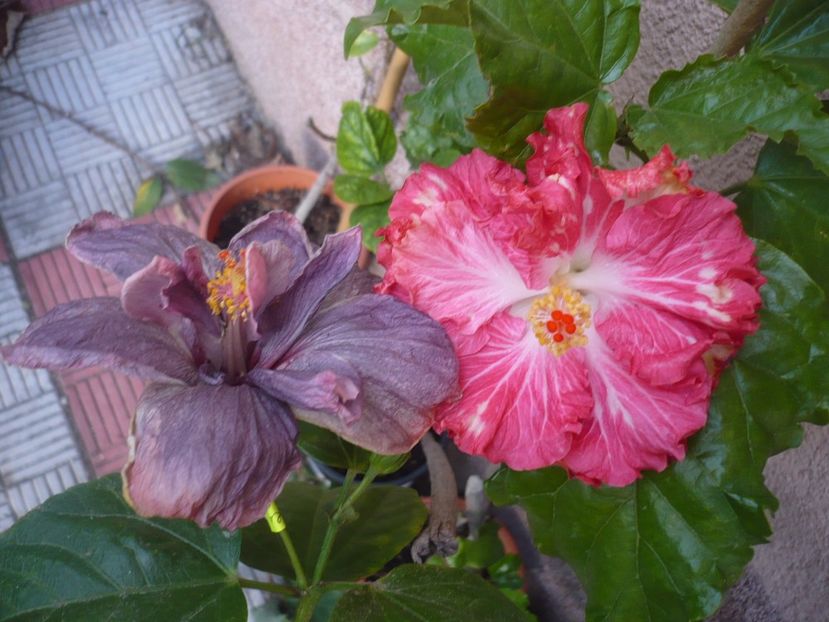 P1350182 - HIBISCUSI 2017-4