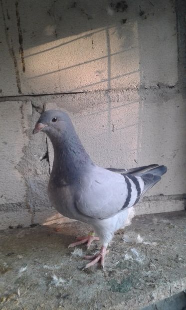  - Pui Albastri si Cuci 2017