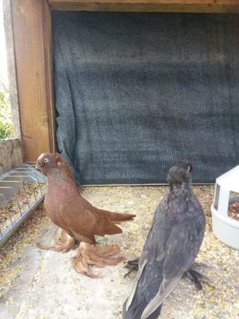  - JDB-unicolori ROSII