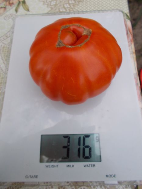  - SEMINTE ROSII - MARMANDE