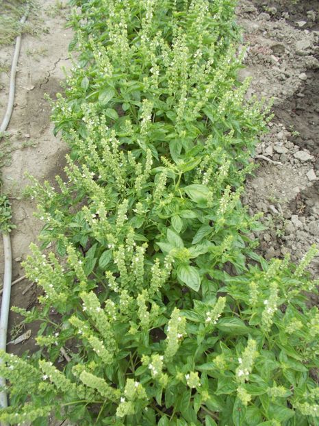 50 seminte - 3 lei - SEMINTE BUSUIOC GENOVEZ